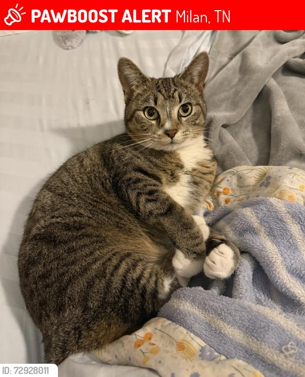 Lost Female Cat last seen Countryview Subdivision/Bobbit Road/Mathis Crossing , Milan, TN 38358