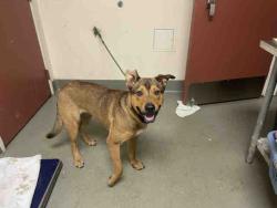Shelter Stray Male Dog last seen VICTORY, Carlsbad, CA 92011