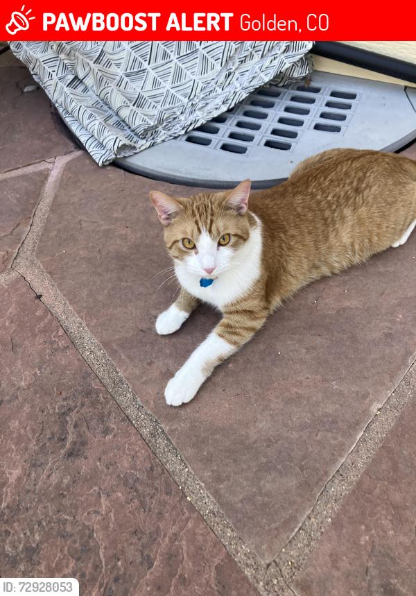 Lost Male Cat last seen Utah Street and 17th, Golden, CO 80401