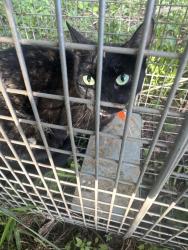 Reunited Female Cat last seen Casey’s Gas Station, Minden, IA 51553