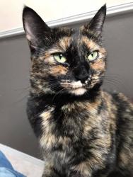 Lost Female Cat last seen mt. crandell park, Lethbridge, AB T1K