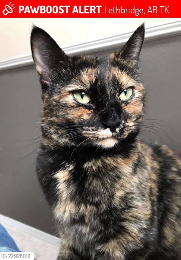 Lost Female Cat last seen mt. crandell park, Lethbridge, AB T1K