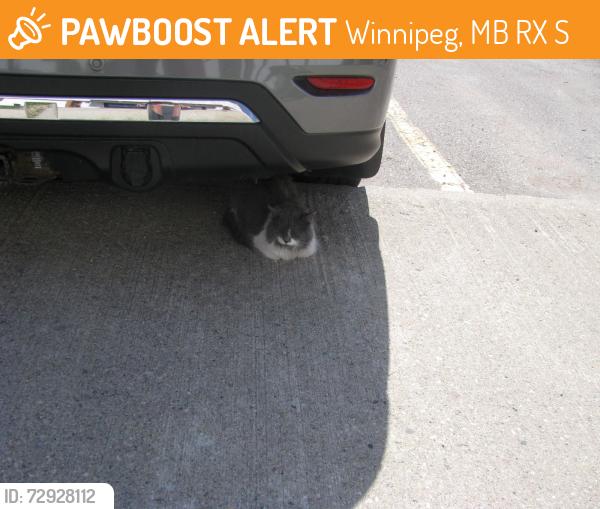 Found/Stray Unknown Cat last seen Burrows and Plymouth, Winnipeg, MB R2X 2S8