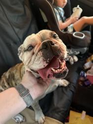 Reunited Female Dog last seen Hillock Ave NW, Palm Bay, FL 32907