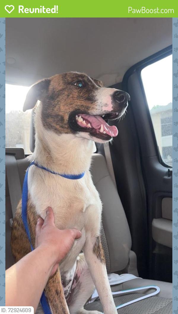 Reunited Female Dog last seen Near Longford Dr, Fort Worth, TX 76116, USA, Fort Worth, TX 76116