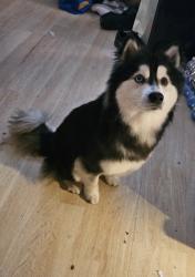 Reunited Male Dog last seen Hawks prairie , Olympia, WA 98516