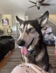 Reunited Male Dog last seen Near Timber Breeze St, San Antonio, TX 78250, USA, San Antonio, TX 78250