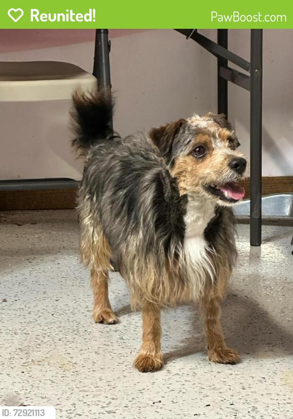 Reunited Male Dog last seen 50th and western , Chicago, IL 60629