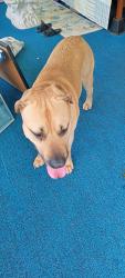 Reunited Male Dog last seen Range Rd and Atkins , St. Clair County, MI 48060