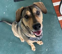 Reunited Male Dog last seen Seawolf and Silverpines, Houston, TX 77062