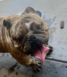 Found/Stray Unknown Dog last seen Ashlan & Cornelia, Fresno, CA 93721