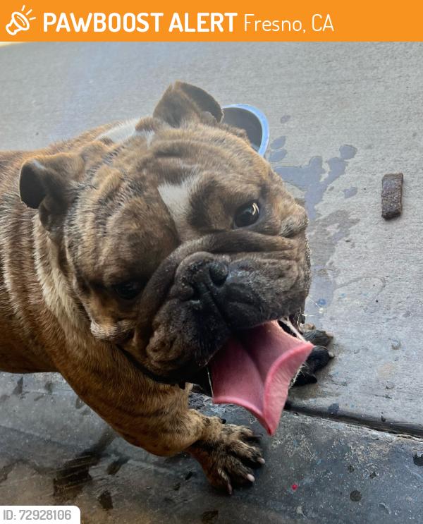 Found/Stray Unknown Dog last seen Ashlan & Cornelia, Fresno, CA 93721