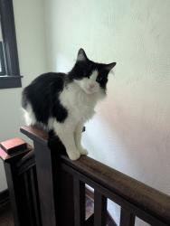 Reunited Female Cat last seen Whittier Place and Washington Street, Indianapolis, IN 46219