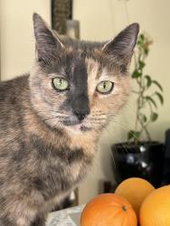 Reunited Female Cat last seen Oakland street burnaby, Burnaby, BC 