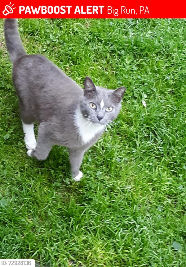 Lost Male Cat last seen East Main Street Big Run Pa , Big Run, PA 15767
