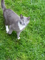 Lost Male Cat last seen East Main Street Big Run Pa , Big Run, PA 15767