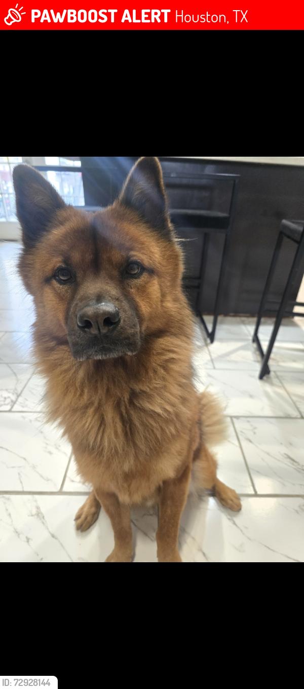 Lost Male Dog last seen N. Wayside dr, Houston, TX 77028