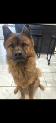 Lost Male Dog last seen N. Wayside dr, Houston, TX 77028