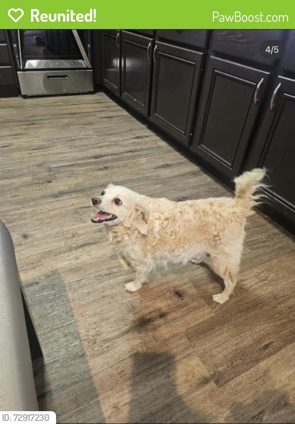 Reunited Female Dog last seen Tree line & Sahara, Sunrise Manor, NV 89142