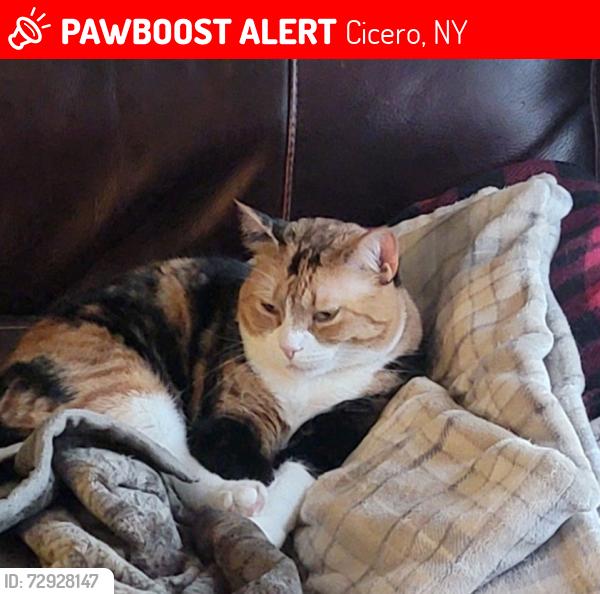 Lost Female Cat last seen McKinley Road / Larchmont Road / Mud Mill Road, Cicero, NY 13039