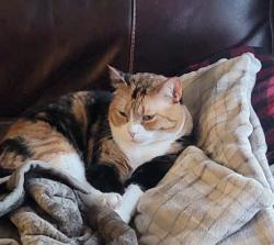 Lost Female Cat last seen McKinley Road / Larchmont Road / Mud Mill Road, Cicero, NY 13039