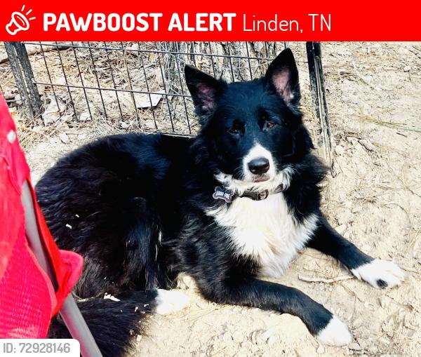 Lost Male Dog last seen Christmas Star Way x Old Linden, Linden, TN 37096