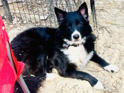 Lost Male Dog last seen Christmas Star Way x Old Linden, Linden, TN 37096
