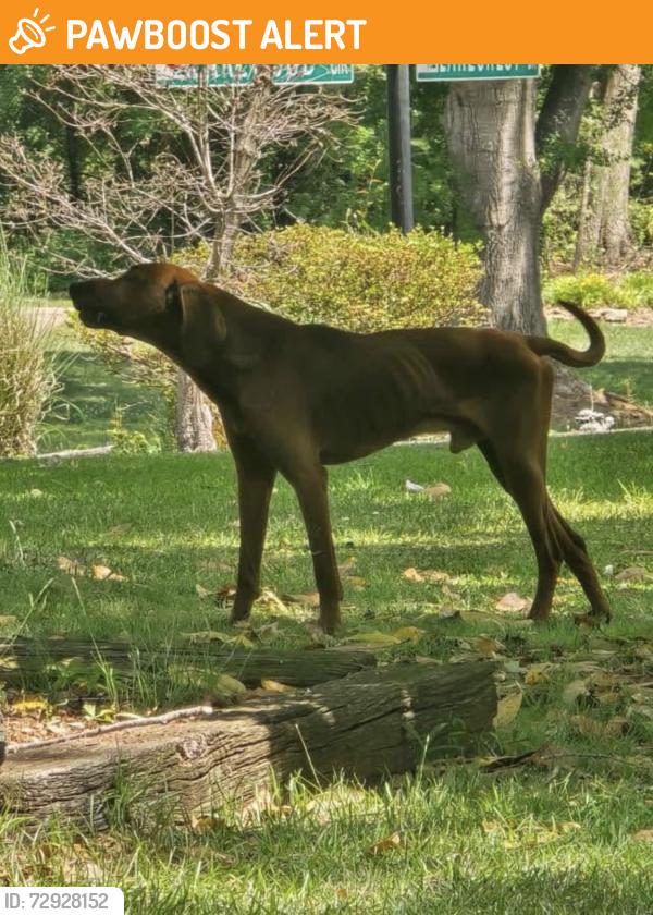 Found/Stray Male Dog last seen Lakewood Hills Subdivision off Rt.357 Greer SC 29651, Spartanburg County, SC 29651