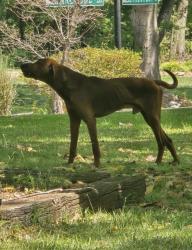 Found/Stray Male Dog last seen Lakewood Hills Subdivision off Rt.357 Greer SC 29651, Spartanburg County, SC 29651