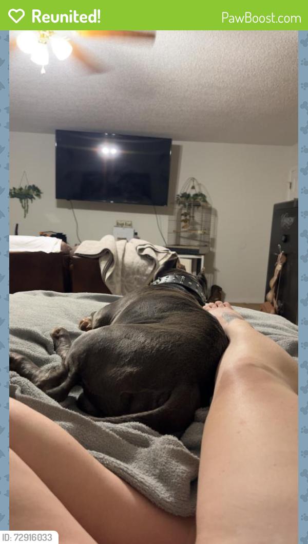 Reunited Male Dog last seen Whitman and 7 hills rd Vienna dozier , Forsyth County, NC 27040