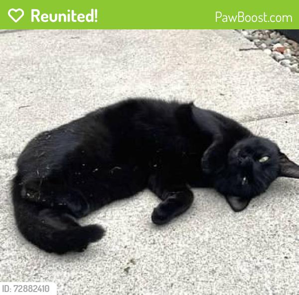 Reunited Unknown Cat last seen Highland Drive Willoughby (near Downtown Willoughby), Willoughby, OH 44094