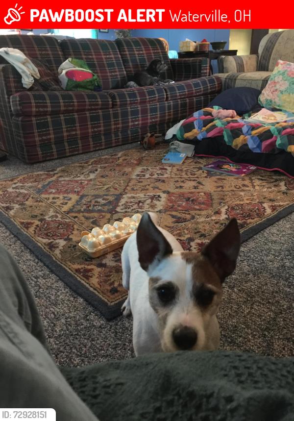 Lost Male Dog last seen River road and Neowash, Waterville, OH 43566