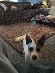 Lost Male Dog last seen River road and Neowash, Waterville, OH 43566