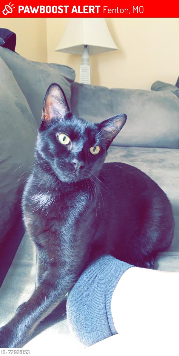 Lost Male Cat last seen Delores and Daisy drive (in grand oaks) , Fenton, MO 63026