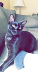 Lost Male Cat last seen Delores and Daisy drive (in grand oaks) , Fenton, MO 63026