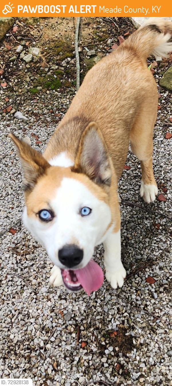 Rehomed Female Dog last seen Near Ft Ave and rogers lake rd, Meade County, KY 40175