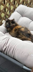 Lost Female Cat last seen Near Grand Ave., Apt. 394 building 29 W. Des Moines, IA 50265, Des Moines, IA 50309