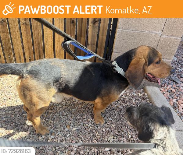 Found/Stray Male Dog last seen 51st ave and Southern, Komatke, AZ 85339