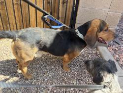 Found/Stray Male Dog last seen 51st ave and Southern, Komatke, AZ 85339