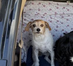 Reunited Male Dog last seen Spaulding and Valley View ln , Fort Collins, CO 80524
