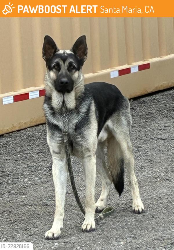 Found/Stray Male Dog last seen S. F Street and Betteravia Rd., Santa Maria, CA 93454, Santa Maria, CA 93458