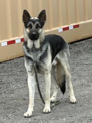 Found/Stray Male Dog last seen S. F Street and Betteravia Rd., Santa Maria, CA 93454, Santa Maria, CA 93458