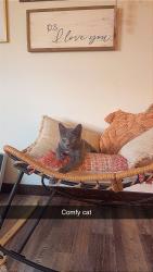 Lost Female Cat last seen Altitude apmts Prescott ranch , Belgrade, MT 59714