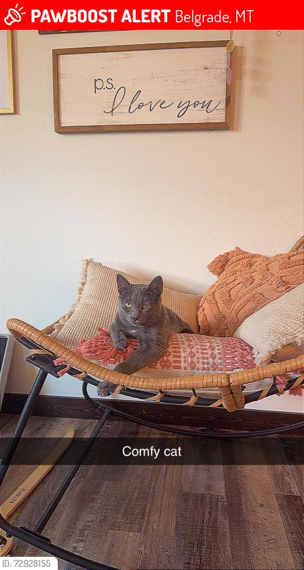 Lost Female Cat last seen Altitude apmts Prescott ranch , Belgrade, MT 59714