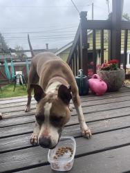 Found/Stray Male Dog last seen Proctor, Tacoma, WA 98405