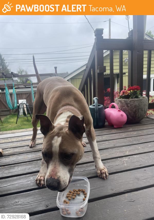 Found/Stray Male Dog last seen Proctor, Tacoma, WA 98405