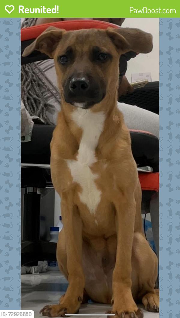 Reunited Male Dog last seen Near NE 2nd Ave, Miami Shores, FL 33161, USA, Miami Shores, FL 33161