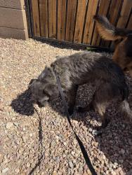 Found/Stray Male Dog last seen 51st ave and southern, Komatke, AZ 85339