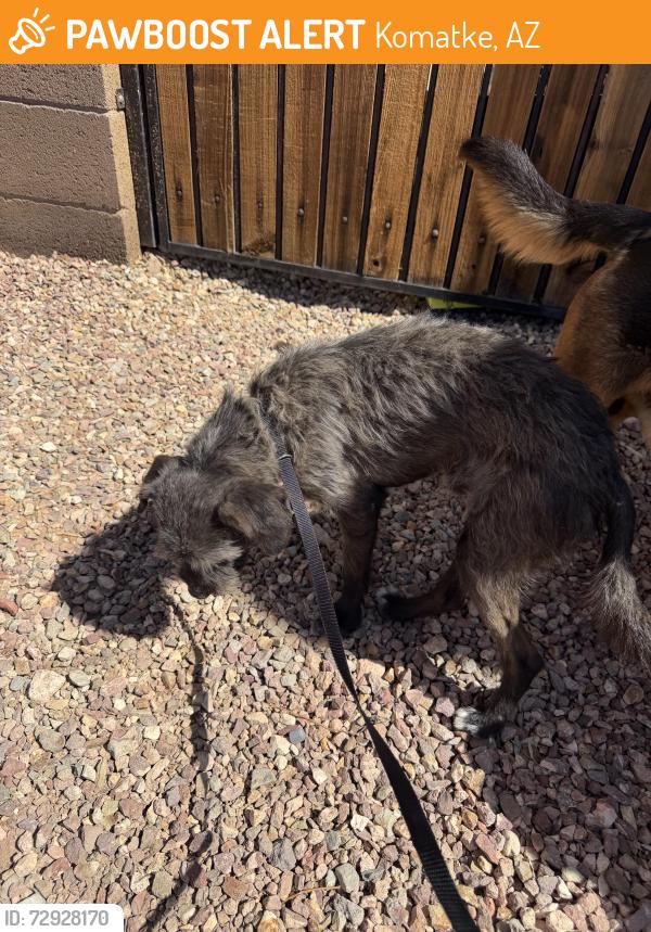 Found/Stray Male Dog last seen 51st ave and southern, Komatke, AZ 85339
