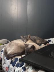 Lost Male Cat last seen Woodruff road, Simpsonville, SC 29681